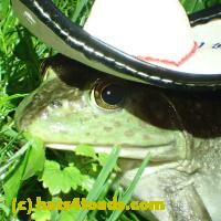 /home//u458753944/public_html/sourcegallery//Frogs/More bullfrogs/P6020103.JPG